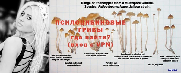 бошки Инта